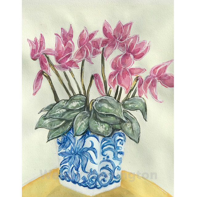 Pink Cyclamen